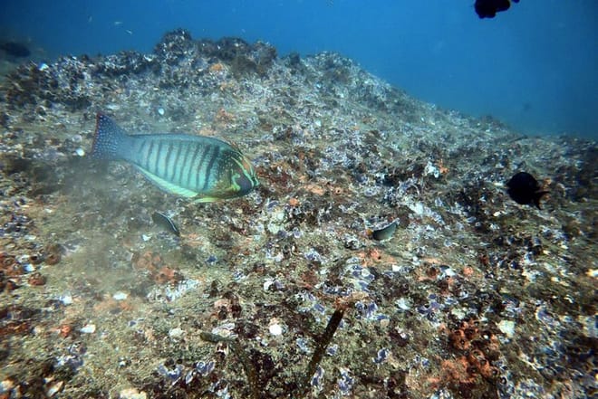 Scuba Diving in Mirissa 9
