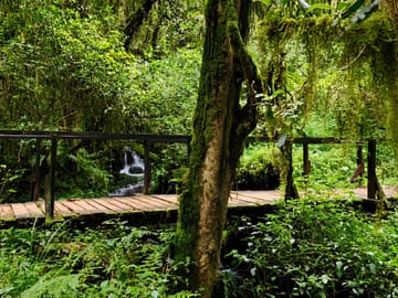 6-Day Mount Kilimanjaro Climb: Fast-Paced Machame Route Wilderness Challenge