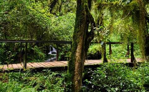 6-Day Mount Kilimanjaro Climb: Fast-Paced Machame Route Wilderness Challenge