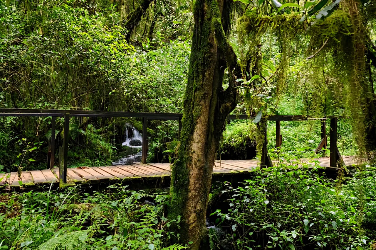 6-Day Mount Kilimanjaro Climb: Fast-Paced Machame Route Wilderness Challenge 3