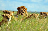 See Big 5 Masai Mara National Reser