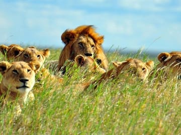 See Big 5 Masai Mara National Reser