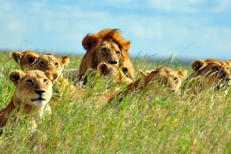 7days Breathtaking Kenya Safari