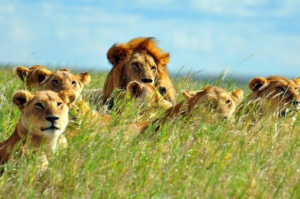 7days Breathtaking Kenya Safari