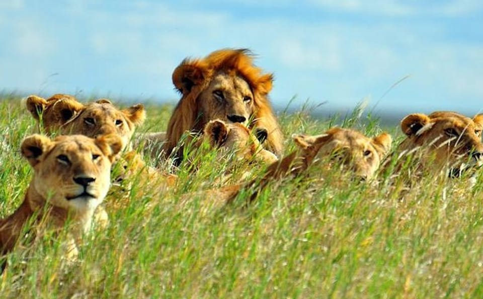 7-Day Wildlife Safari in Kenya's Iconic National Parks