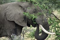 Ol Pejeta Conservancy and Chimpanzee Sanctuary Full-Day Tour from Nairobi 8