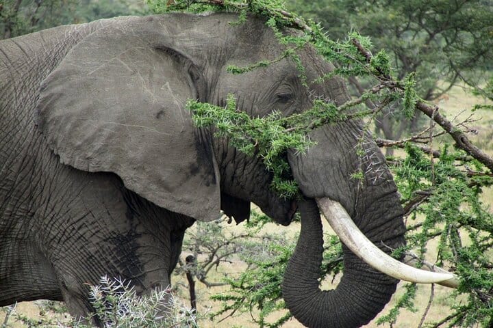Ol Pejeta Conservancy and Chimpanzee Sanctuary Full-Day Tour from Nairobi 8