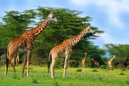 5day: Best of Kenya Big 5 Wildlife Safari to Amboseli & Tsavo West National Park