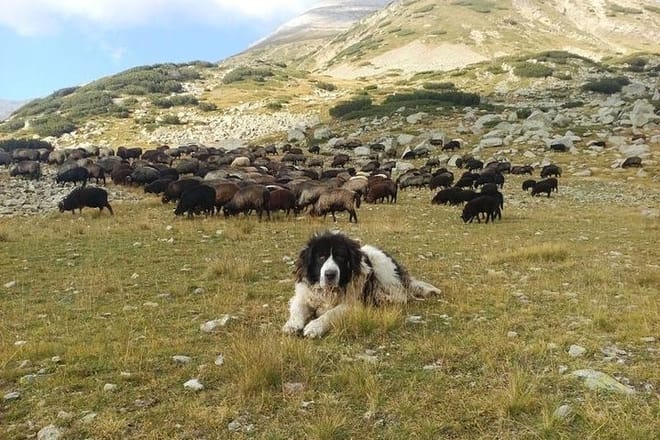 Disappearing Bulgarian Breeds of Pets and Tasting Organic Products in North Pirin