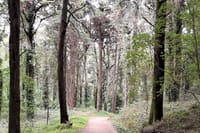 Trail