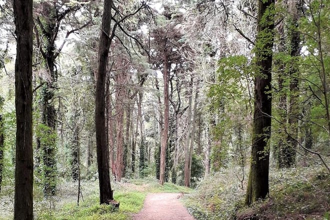 Trail