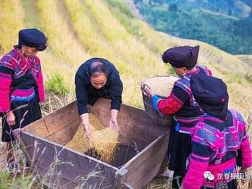 Longji rice terraces & minority villages private day tour