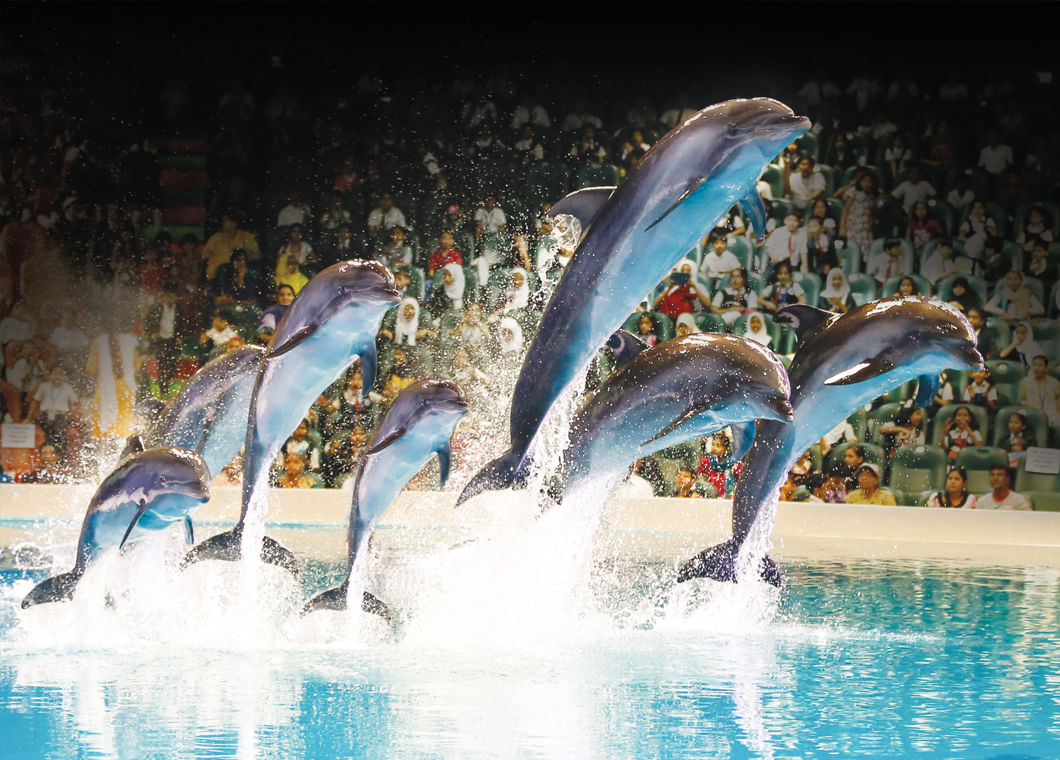 Discount tickets for dubai dolphin show with tour visionary