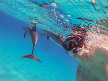 Snorkeling with Dolphins at Sataya Reefs from Marsa Alam