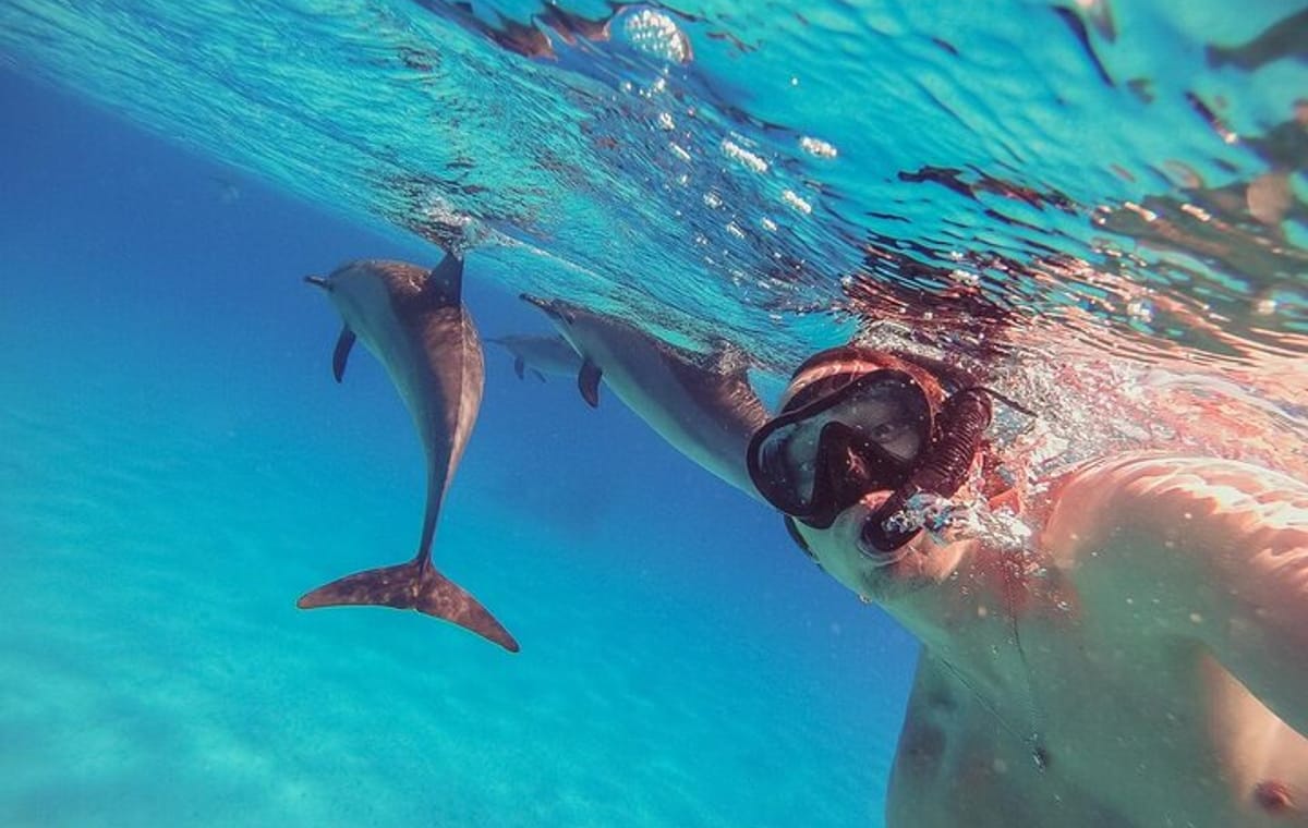 Snorkeling with Dolphins & Lunch In Sataya Reefs From Marsa Alam