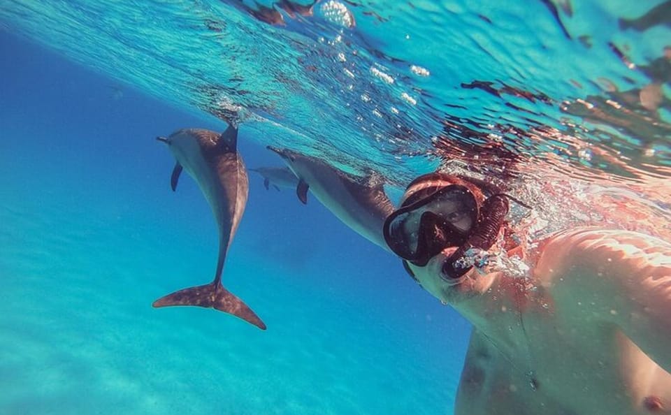 Snorkeling with Dolphins at Sataya Reefs from Marsa Alam