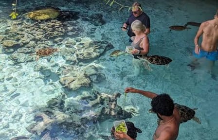 Zanzibar Prison Island, Jozani Forest and Salaam Cave Sea Turtles