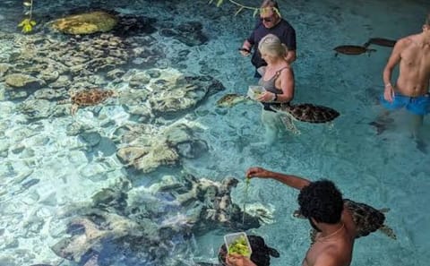 Zanzibar Prison Island, Jozani Forest and Sea Turtles Tour