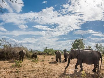 udawalawe national park