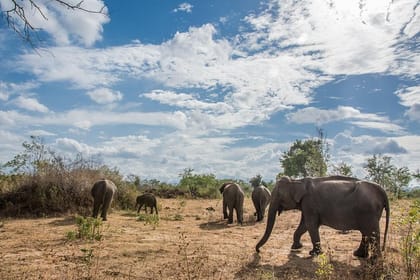 Udawalawe National Park Full Day Safari