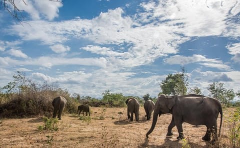 Full Day Safari Experience in Udawalawe National Park