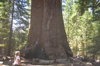 See the Giant Redwoods.