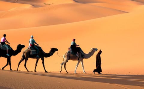 Dubai City Tour and Desert Safari Experience in One Day