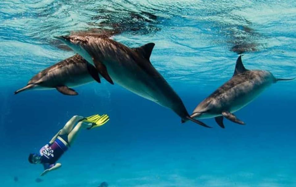 Snorkeling Adventure at Dolphin House Reefs in Hurghada