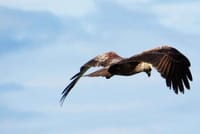 Muthurajawela Sanctuary Bird Watching and Negombo Lagoon Boat Trip from Colombo 6