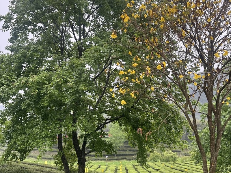 Guangzhou: Tea Hills & Pingsha Island Private Day Trip
