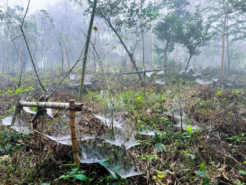 Nanjing: Yixing Bamboo Sea & Huangta Peak Private Day Trip