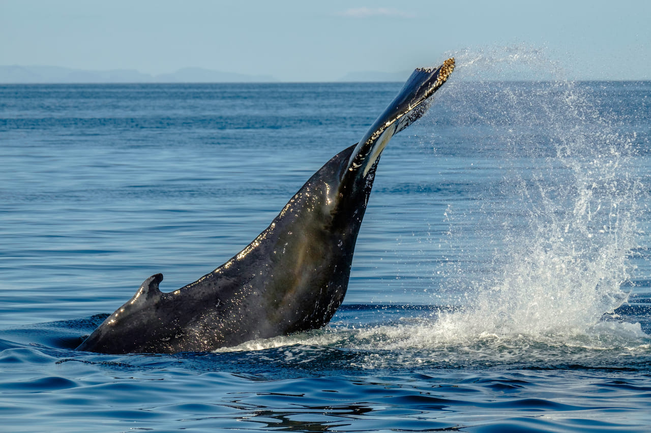 Whales & FlyOver Iceland 5