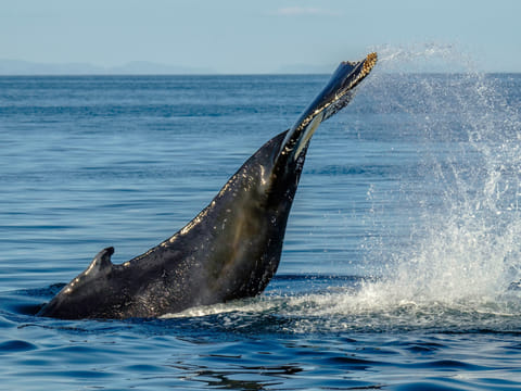 Whales & FlyOver Iceland, photo 5