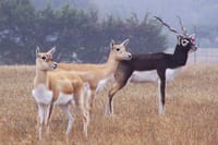 A Part of Village Safari