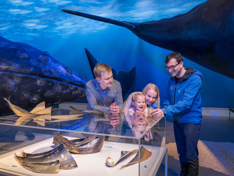 Whale Watching & Whales of Iceland Museum, photo 2