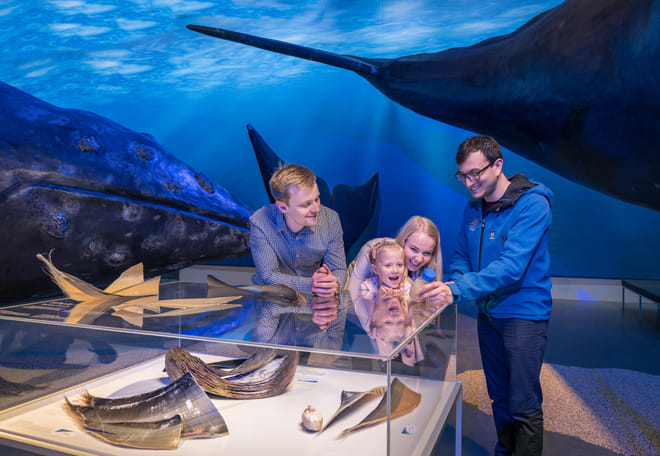 Whale Watching & Whales of Iceland Museum photo 2