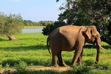 Yala National Park Full Day Safari Tour from Ella
