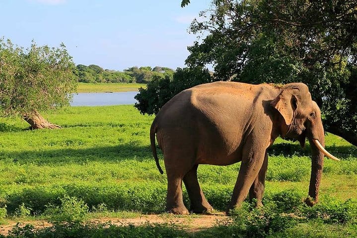 Yala National Park Full Day Safari Tour from Ella 5