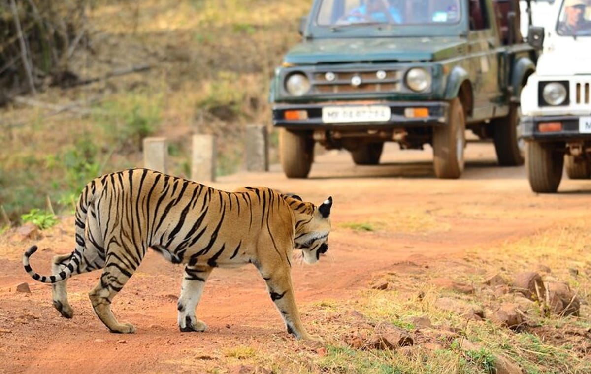 Incredible Wildlife Safari
