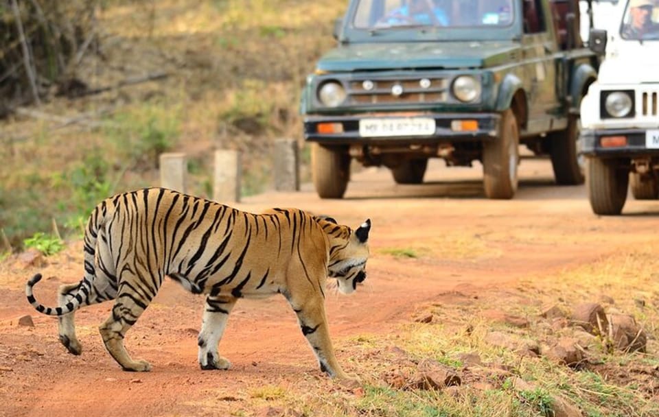 Wildlife Safari and Cultural Tour in Bhopal and Bhojpur
