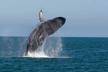 Whale Watching Tour in Mirissa from Negombo