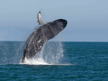 Whale Watching Tour in Mirissa from Negombo