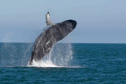 Whale Watching Tour in Mirissa from Negombo
