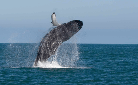 Whale Watching Tour in Mirissa from Negombo