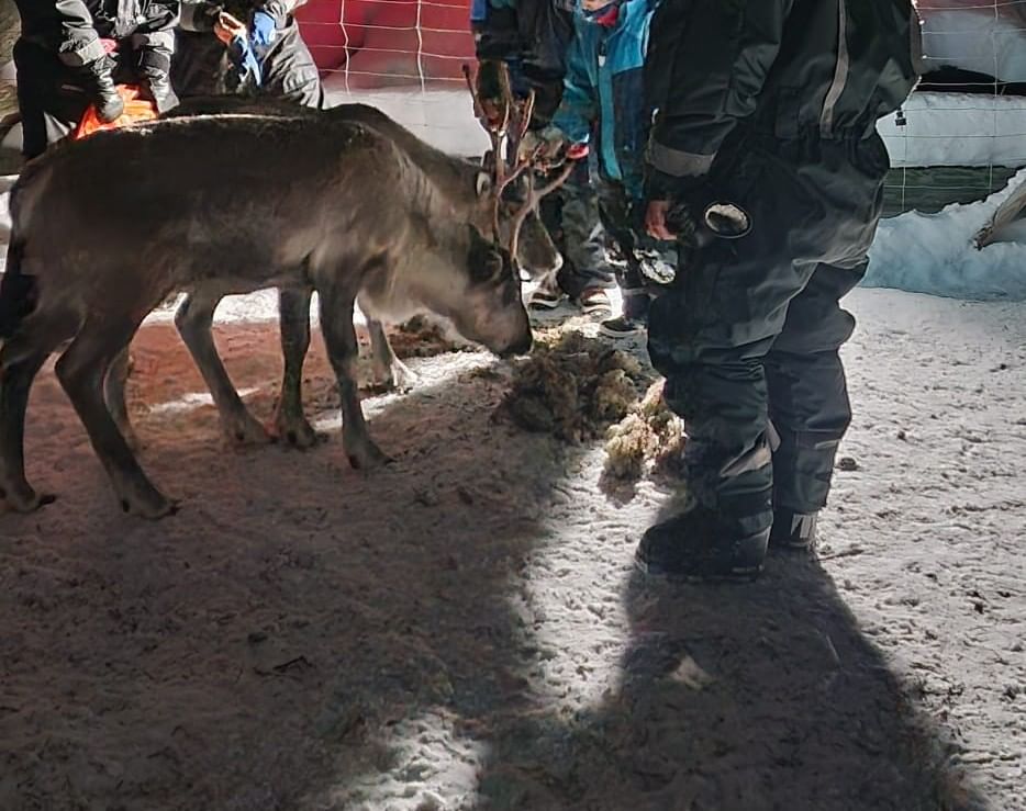 Children meeting home reindeer in Lapland Utsjoki