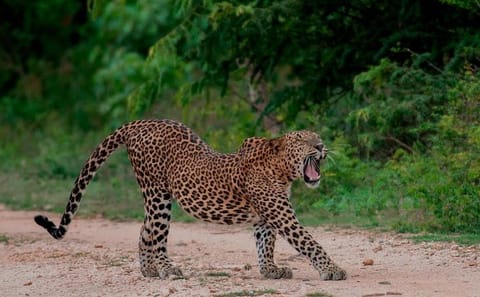 Udawalawe National Park Adventure