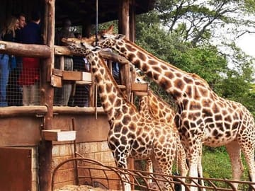 Day Tour to David Sheldrick Elephant Orphanage Trust & Giraffe Center