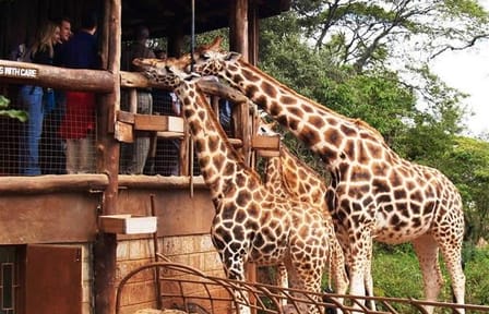 Day Tour to David Sheldrick Elephant Orphanage Trust & Giraffe Center