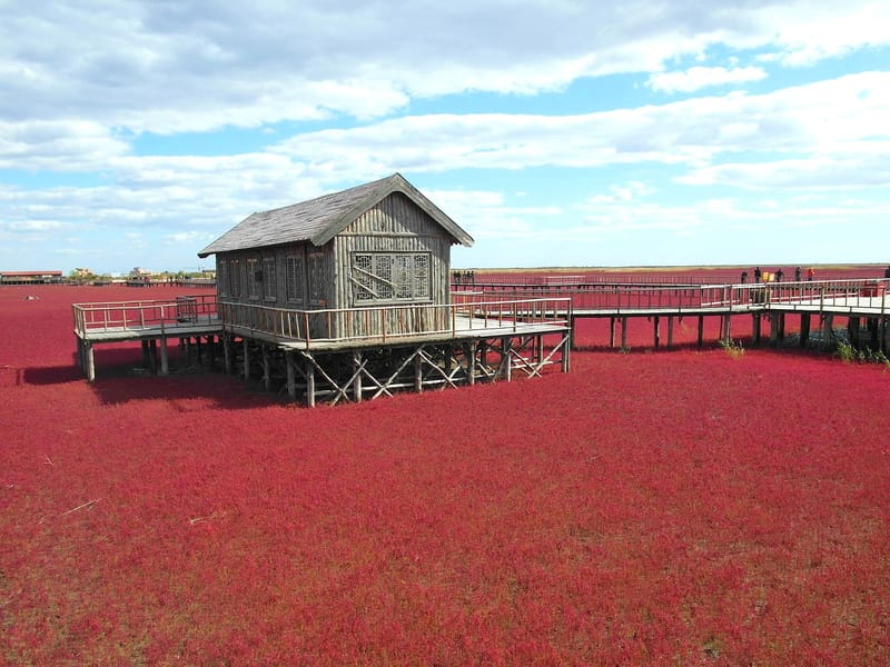 Shenyang to Panjin: Red Beach Wetland Photography Private Day Trip