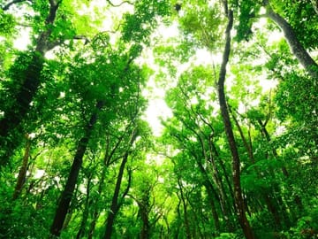 Sinharaja Forest One Day Trekking Tour from Galle